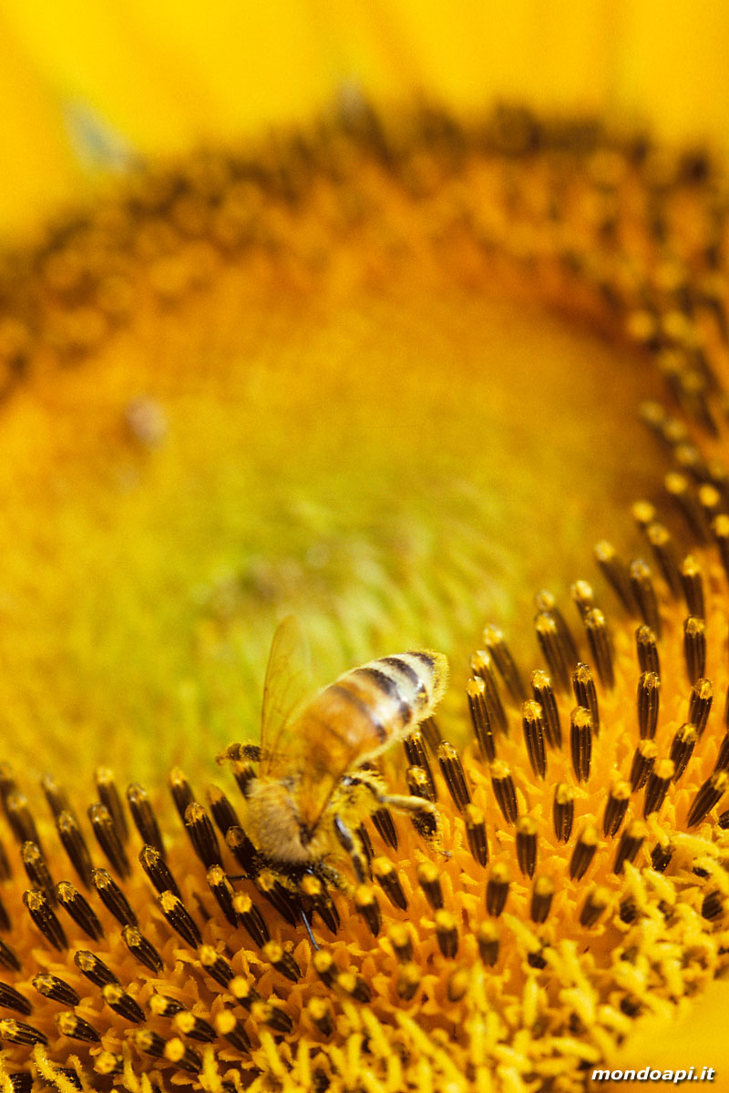 l'ape bottinatrice sul girasole