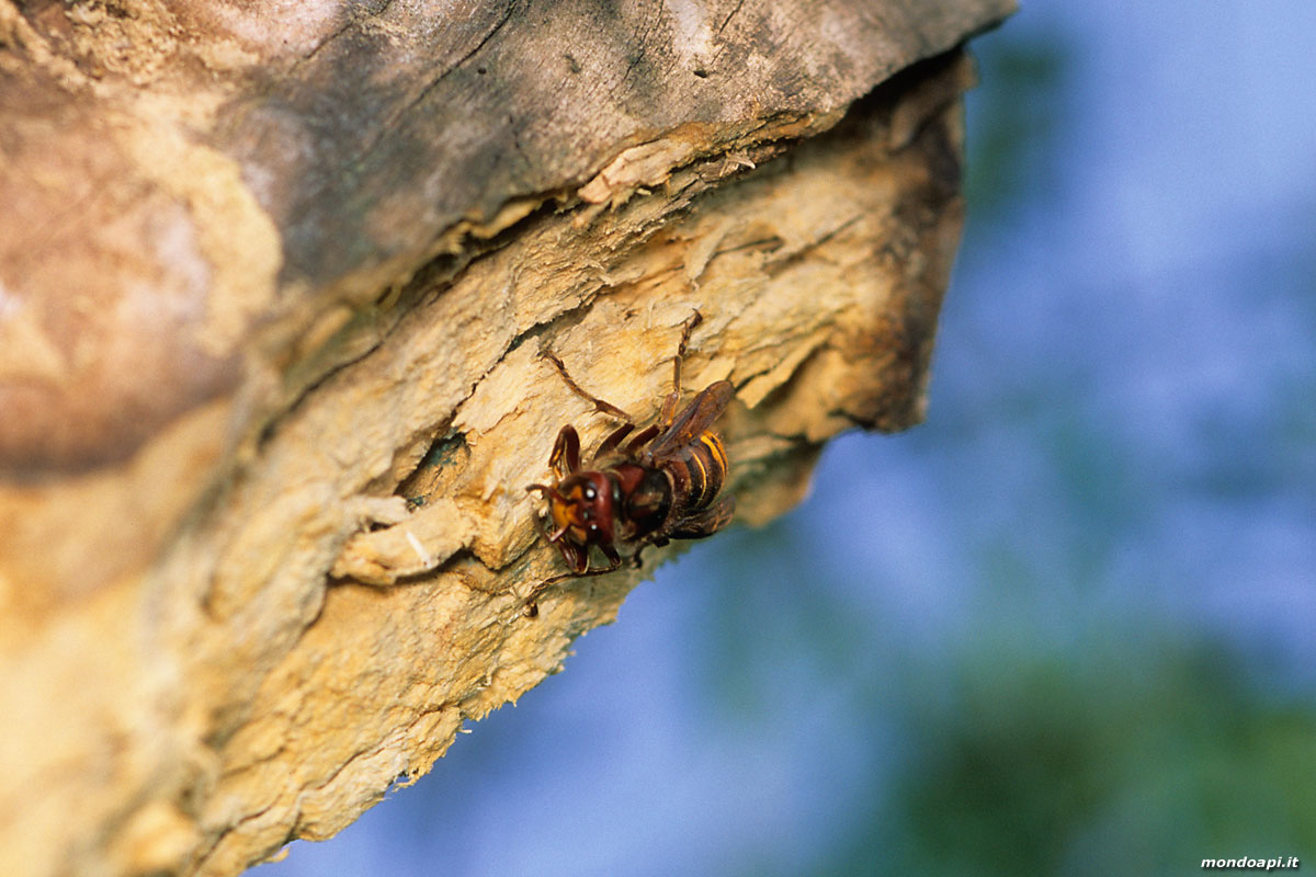 Vespa crabro: raccolta del materiale legnoso