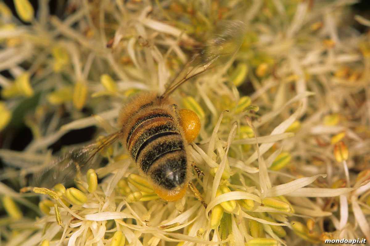 l'ape bottinatrice