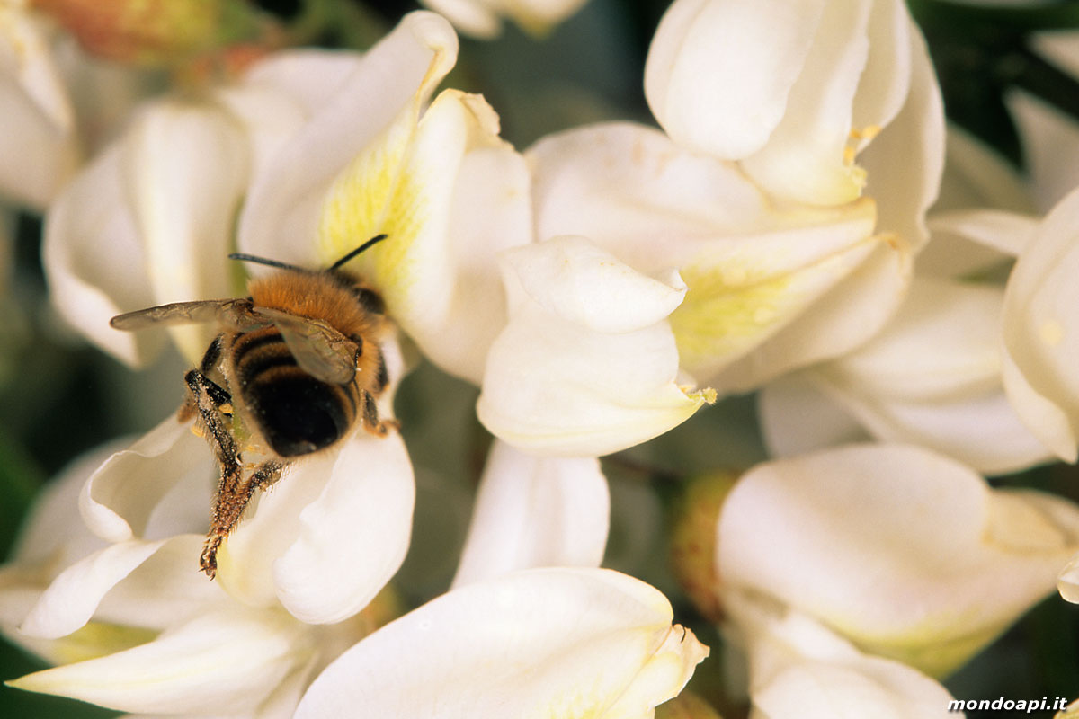 l'ape bottinatrice sulla robinia