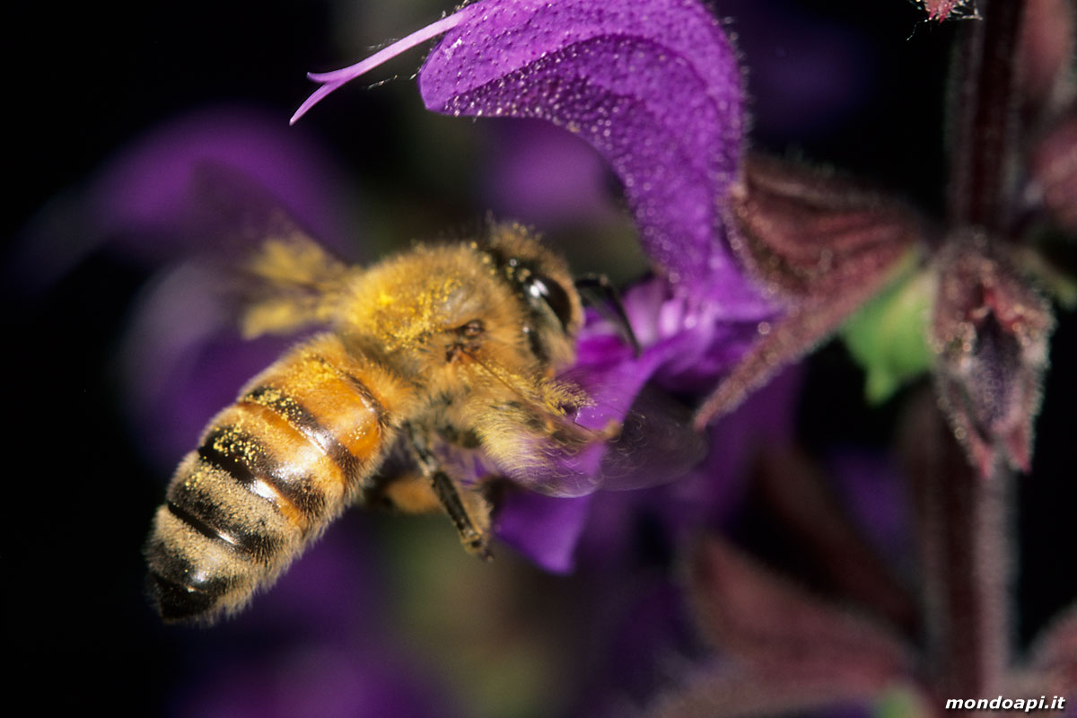 l'ape bottinatrice in volo sulla salvia selvatica