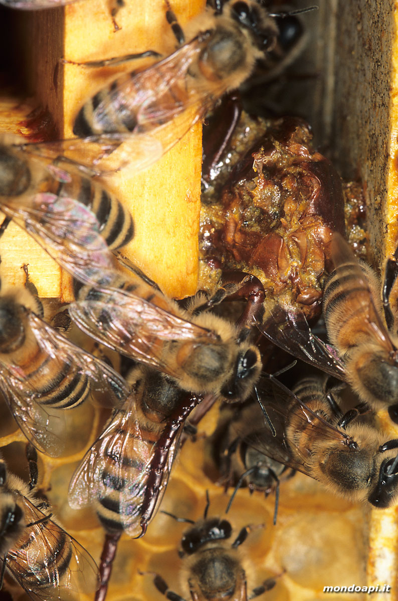farfalla imbalsamata con il propoli