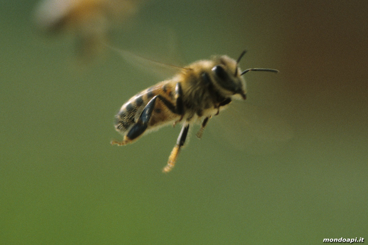ape in volo