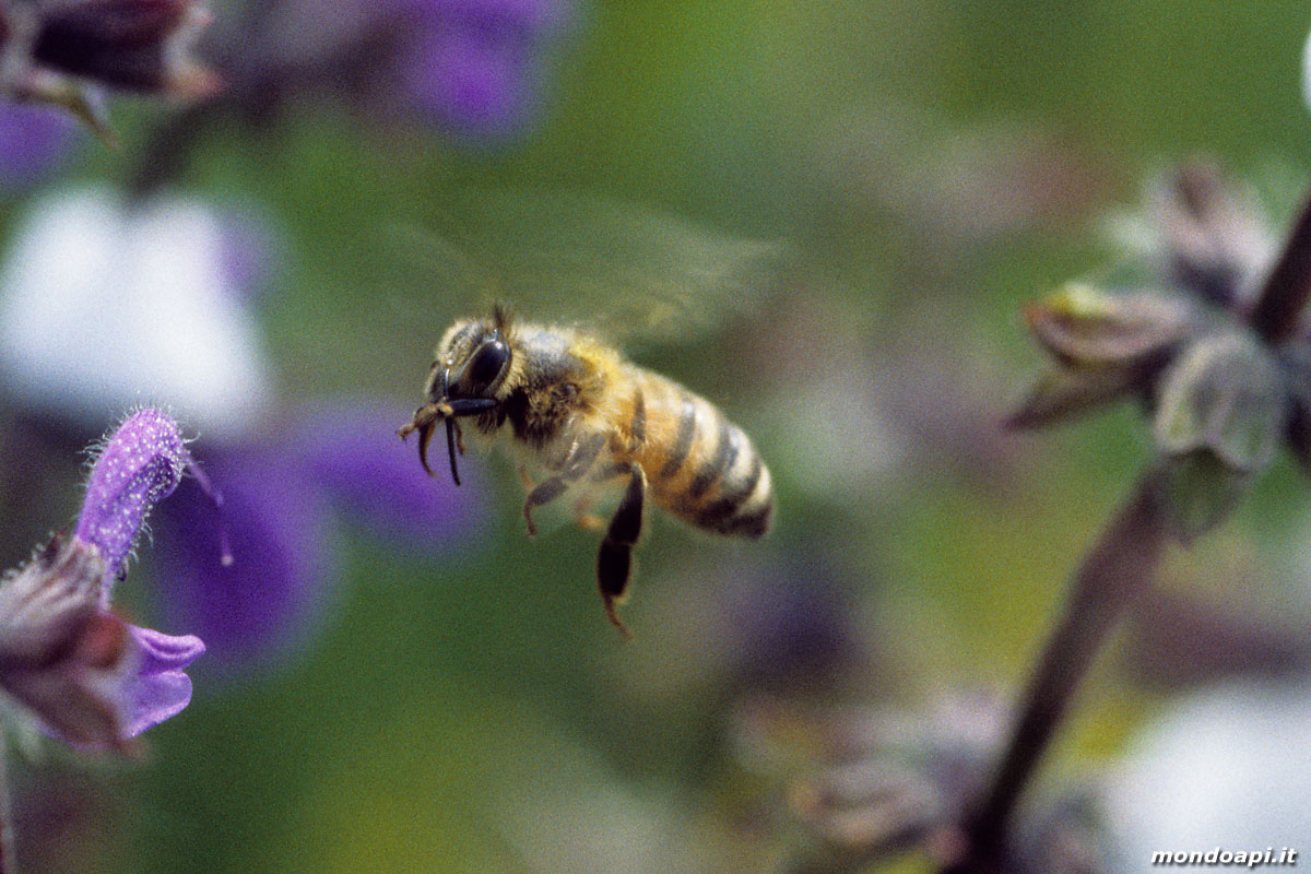 l'ape bottinatrice in volo,  salvia selvatica