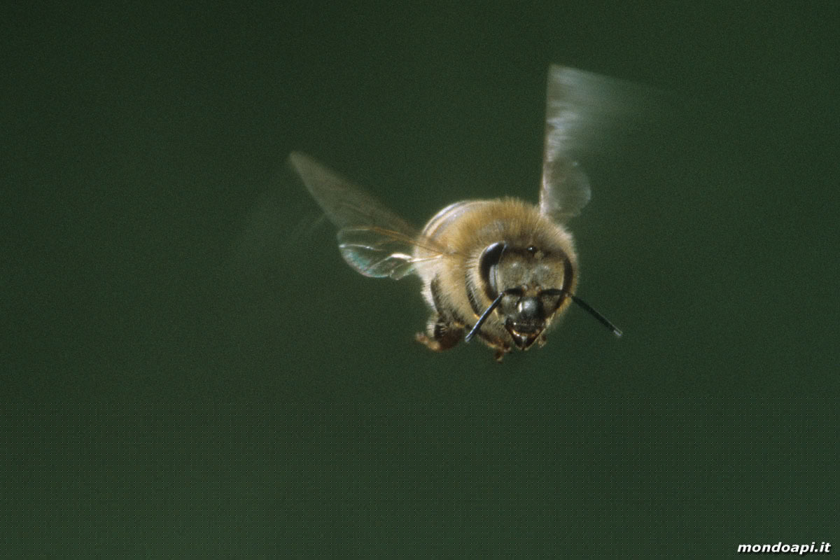 ape in volo