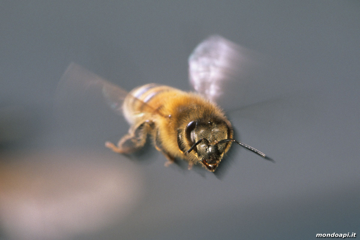 ape in volo