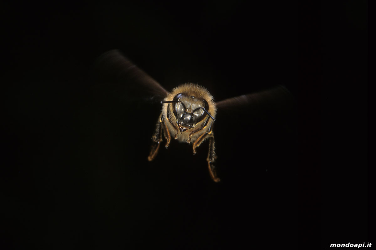 ape in volo