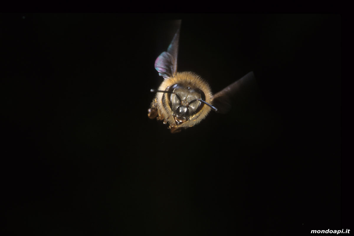 ape in volo