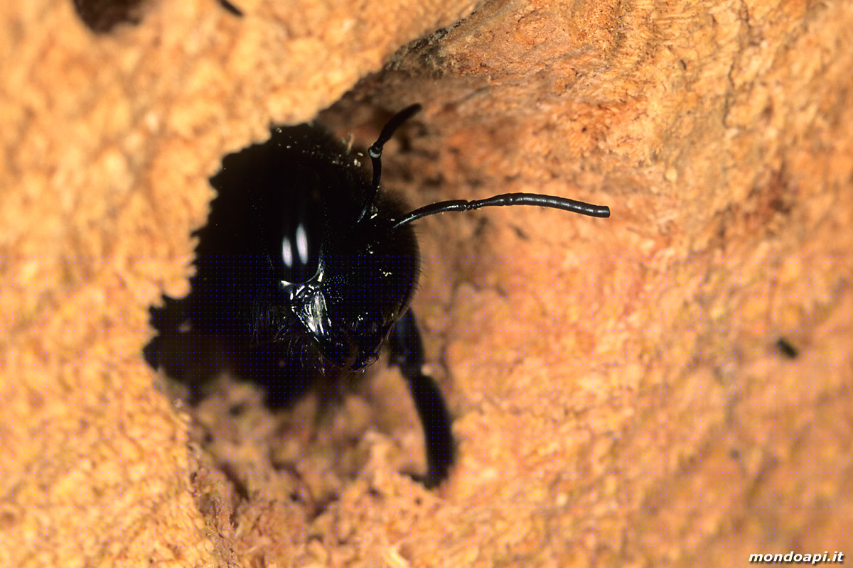Xylocopa nel nido
