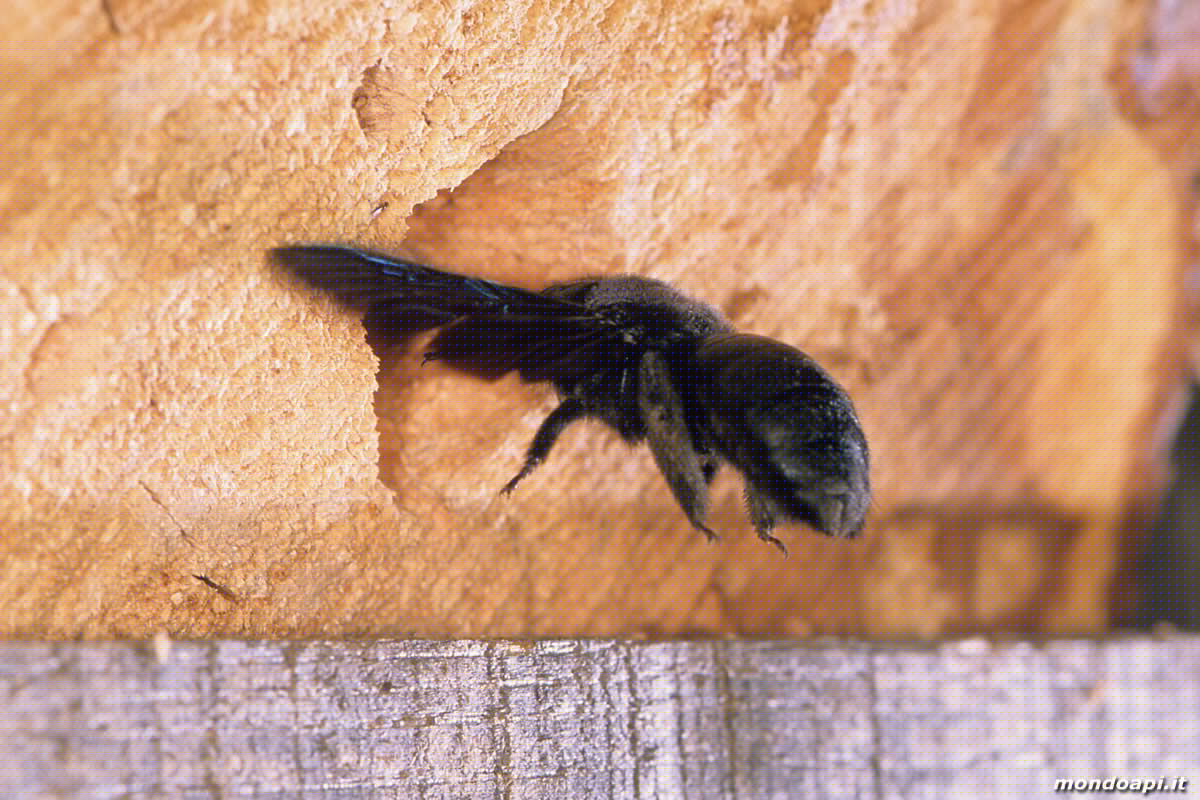 Xylocopa rientra al nido