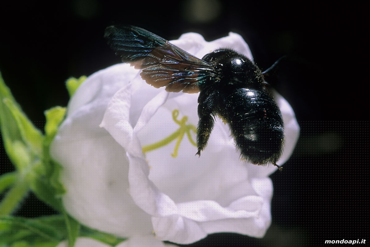 Xylocopa in volo tra le campanule