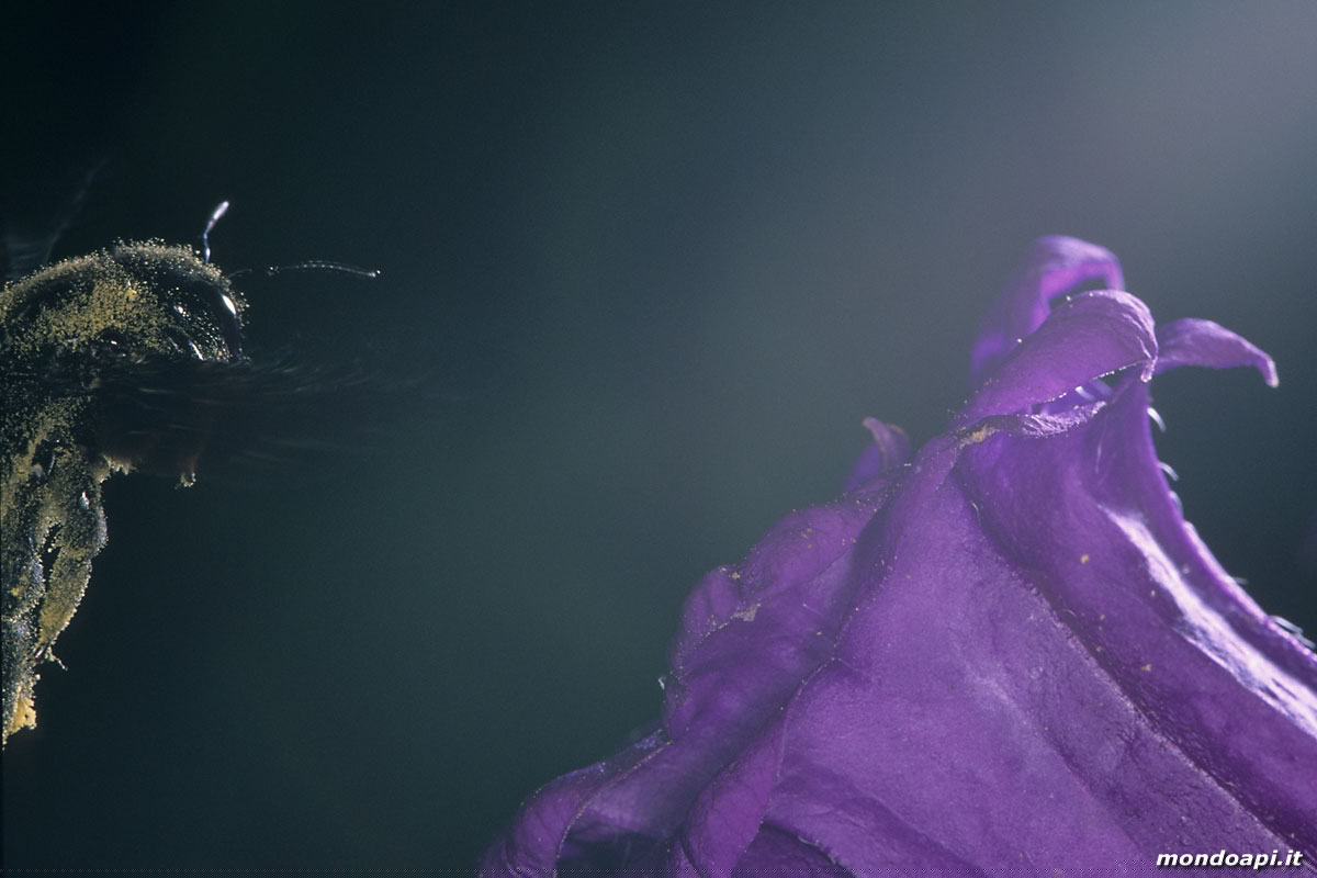 Xylocopa in volo tra le campanule
