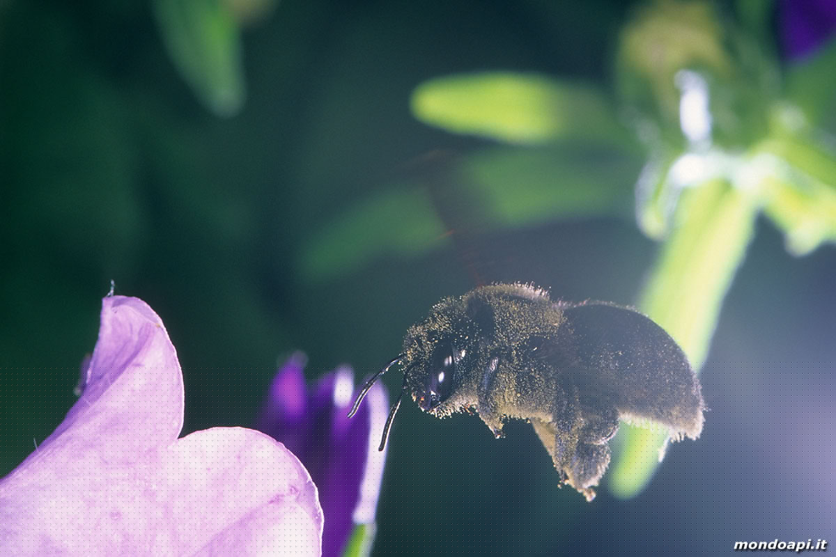 Xylocopa in volo tra le campanule