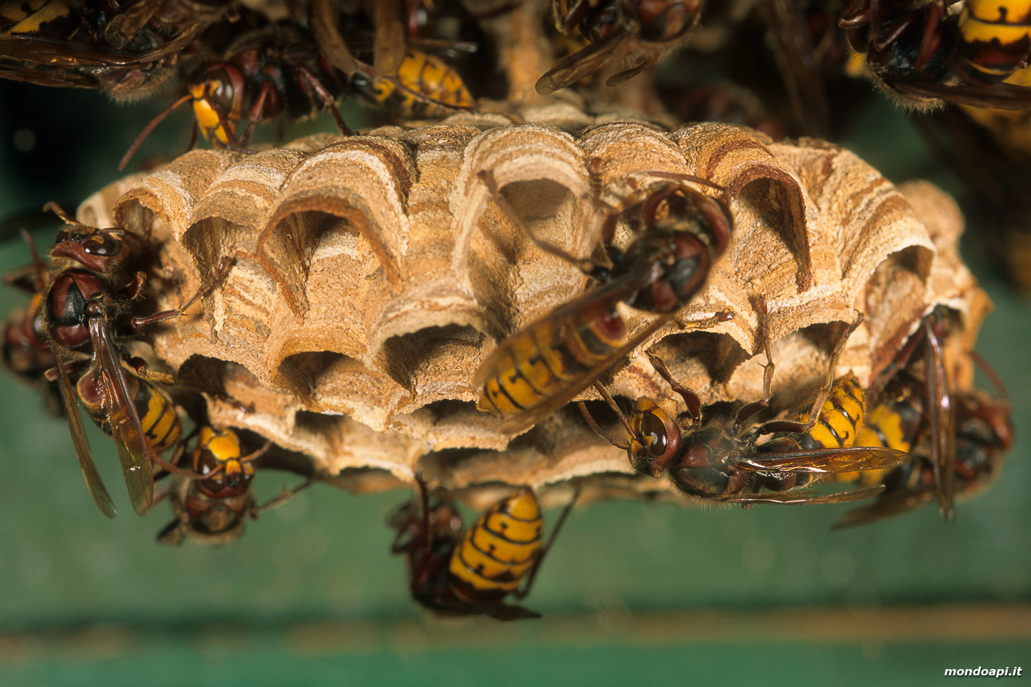 Vespa crabro: favo terminale di un nido