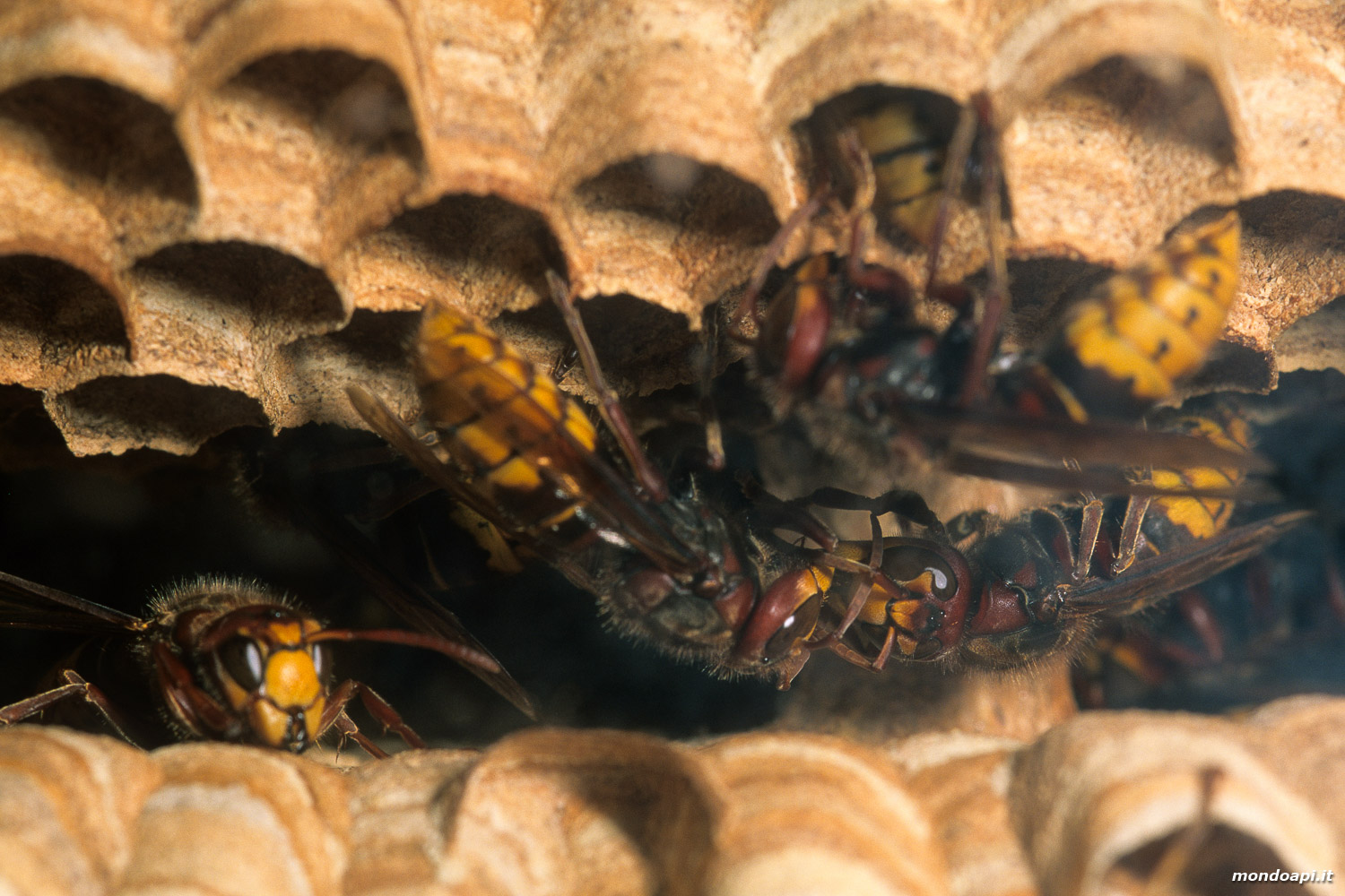 Vespa crabro: trofallassi tra due operaie