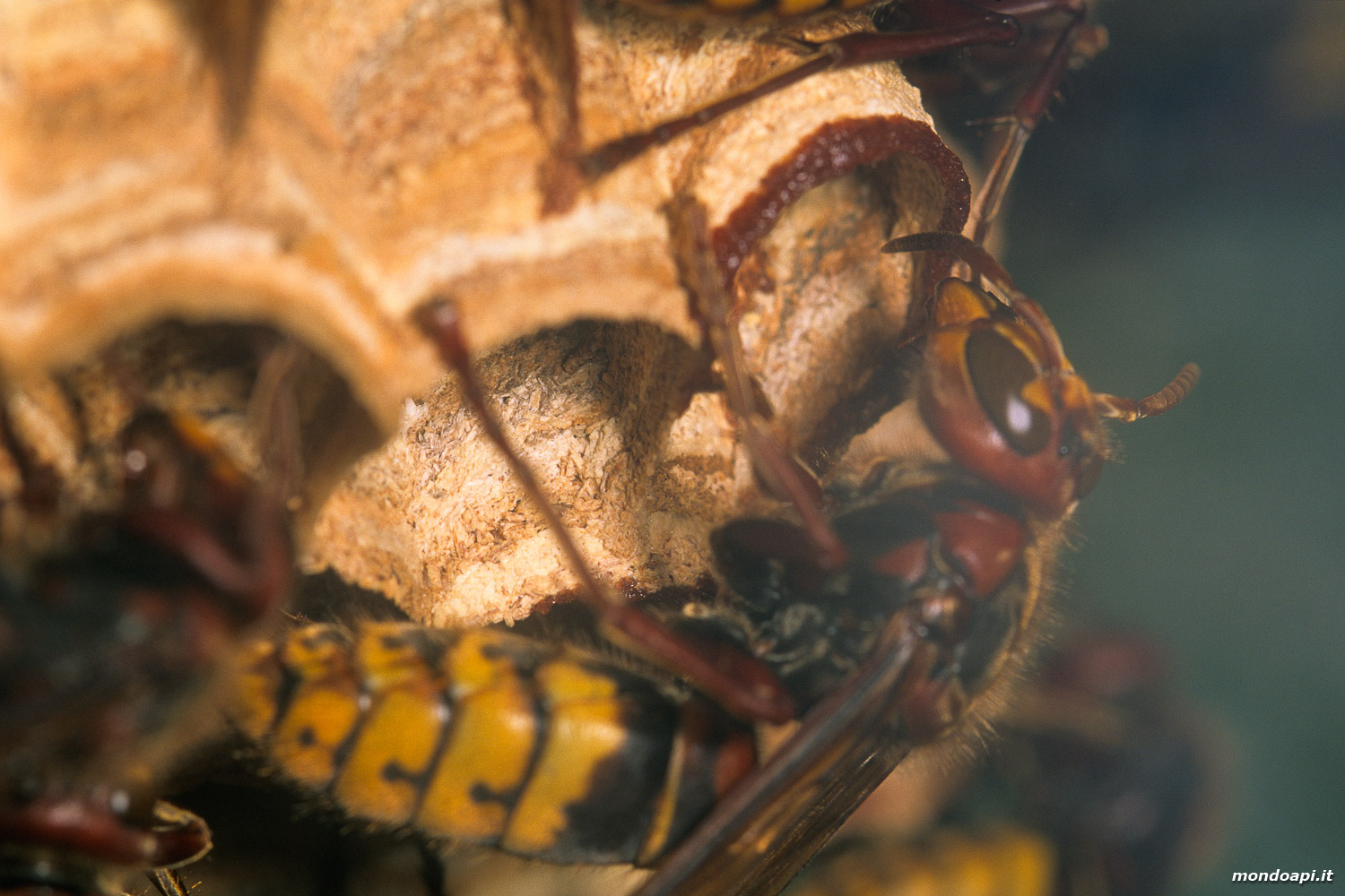 Vespa crabro: costruzione di una celletta