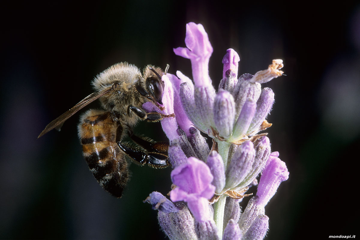 ape bottinatrice sulla lavanda