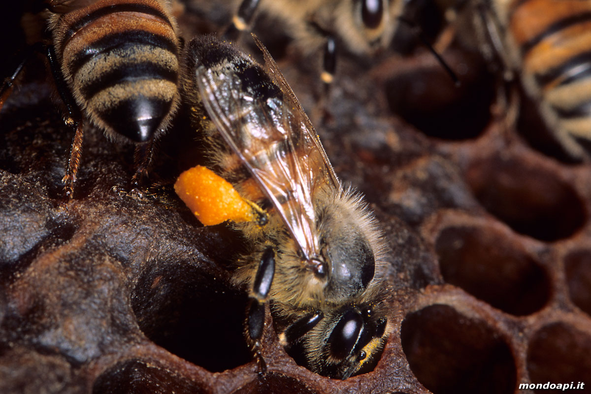 l'ape bottinatrice cerca una cella dove deporre il polline