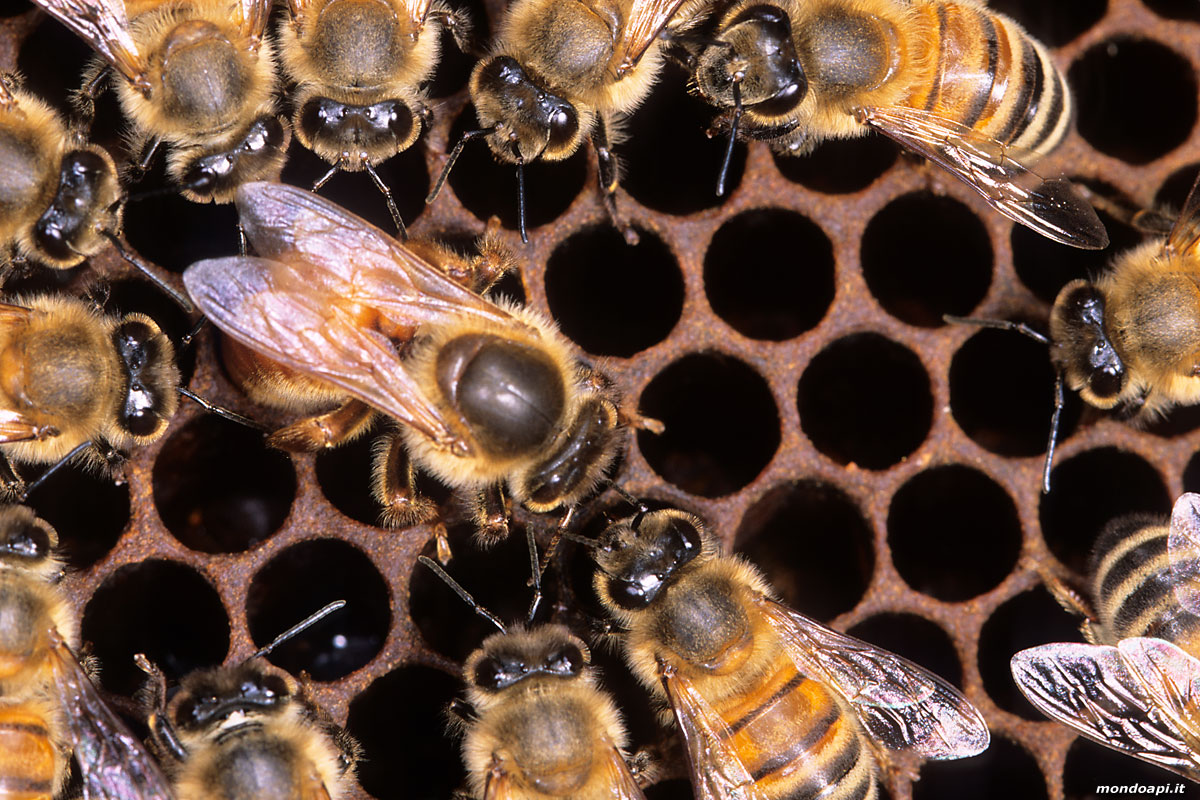la regina depone l'uovo circondata dalle operaie