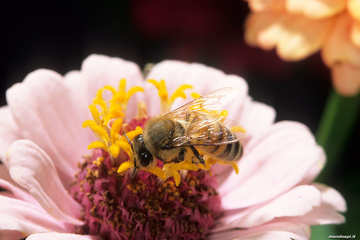 Bottinatrice su zinnia