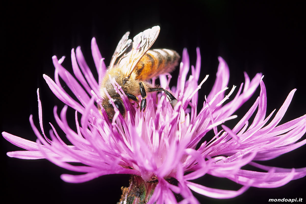 l'ape bottinatrice sulla centaurea