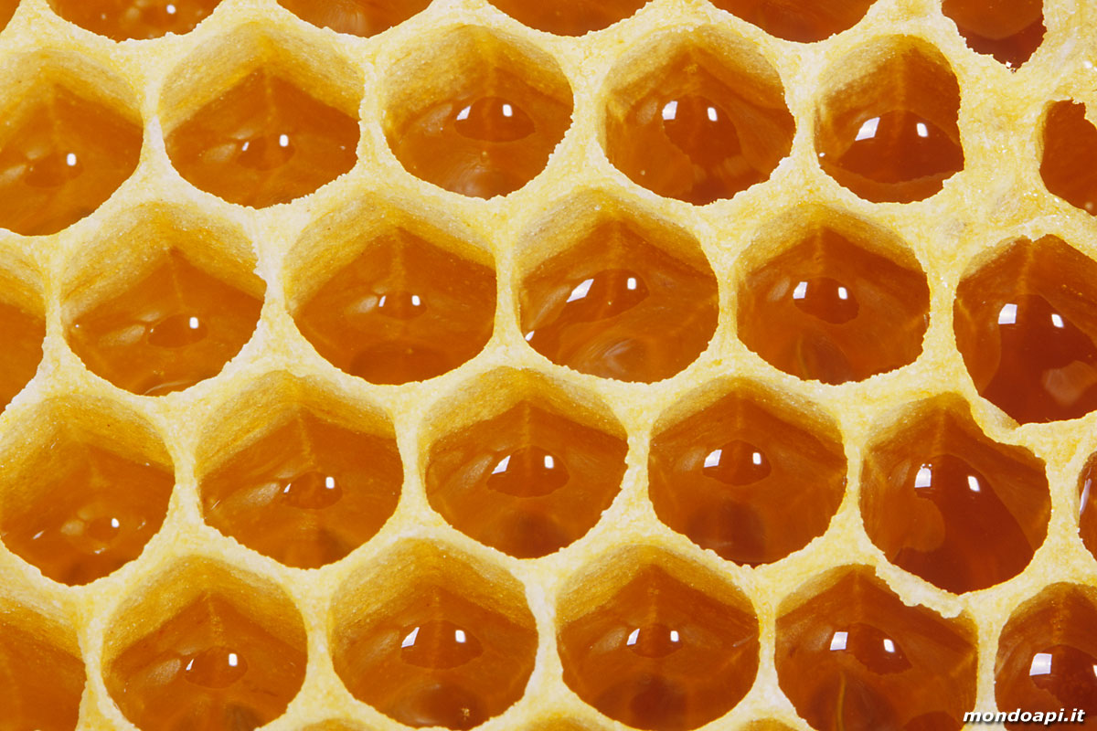 il miele nelle cellette del favo