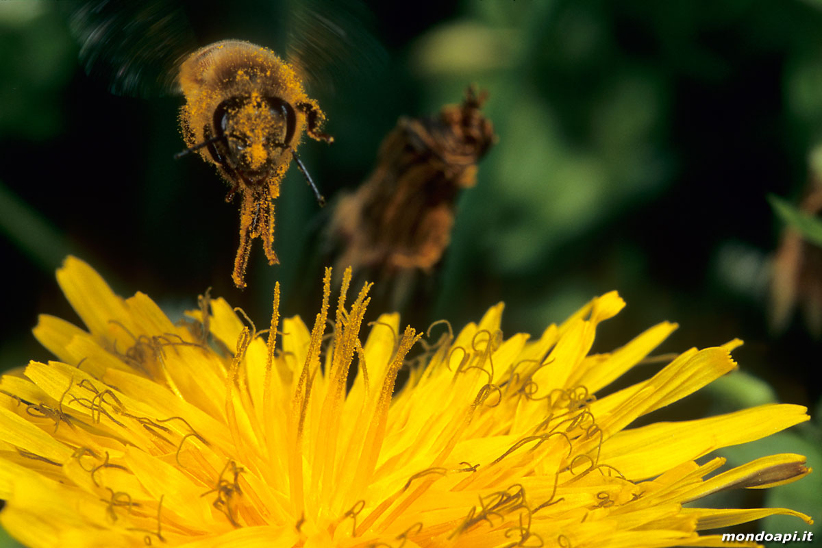 in volo sul fiore di tarassaco