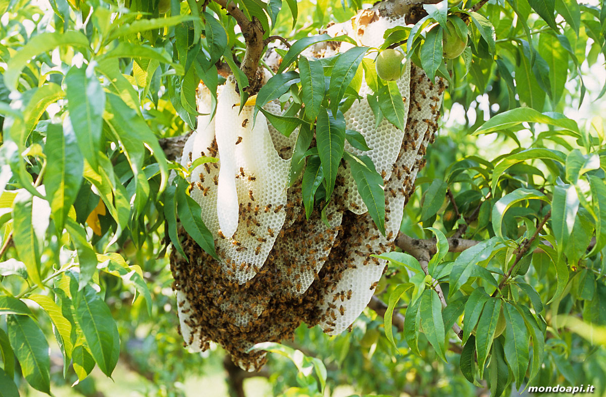 favi naturali