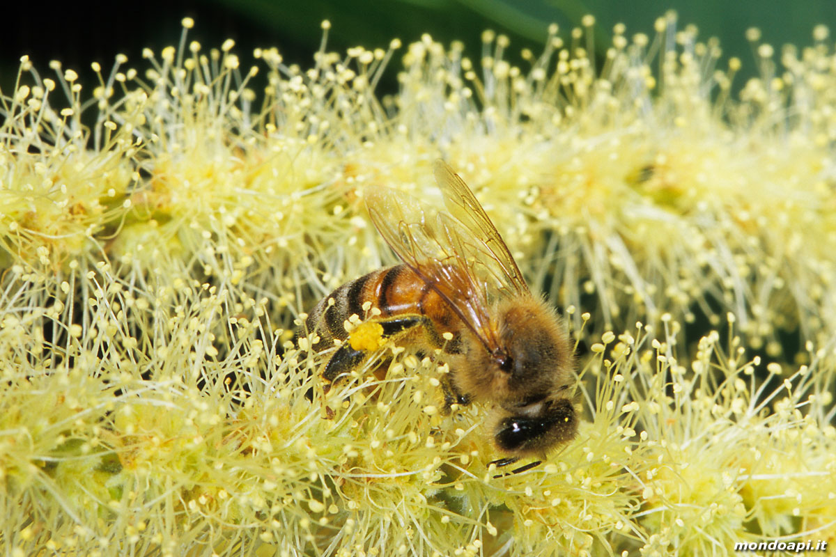 l'ape bottinatrice sul castagno