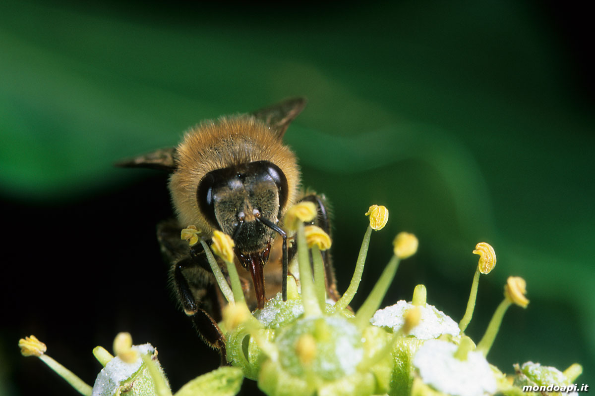 l'ape bottinatrice sul'edera