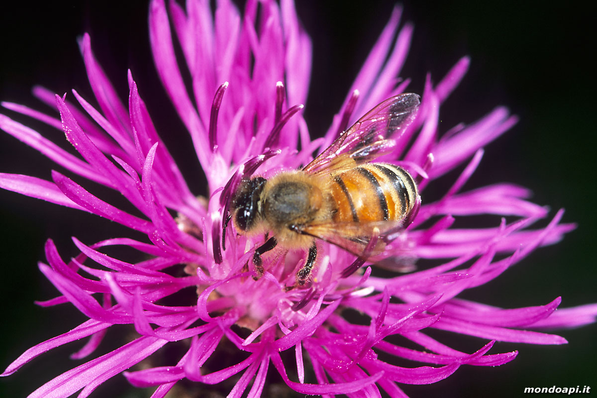 ape bottinatrice sulla Centaurea