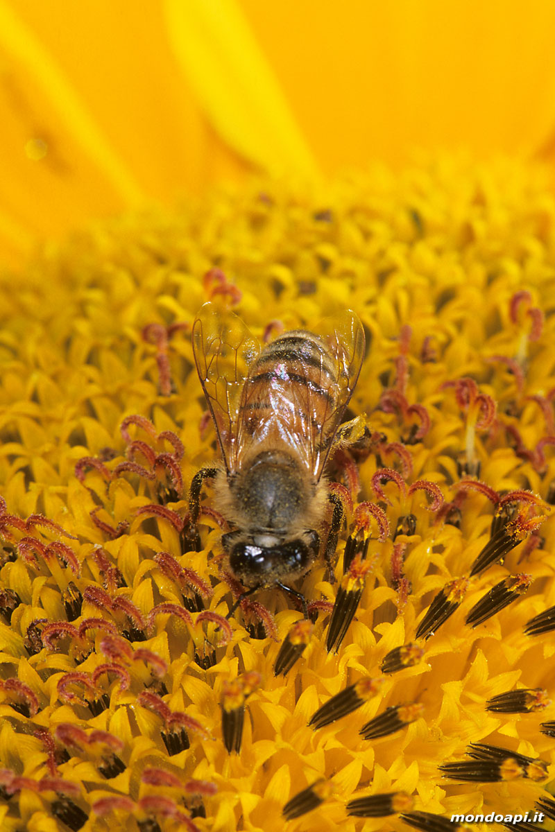 ape bottinatrice sul girasole