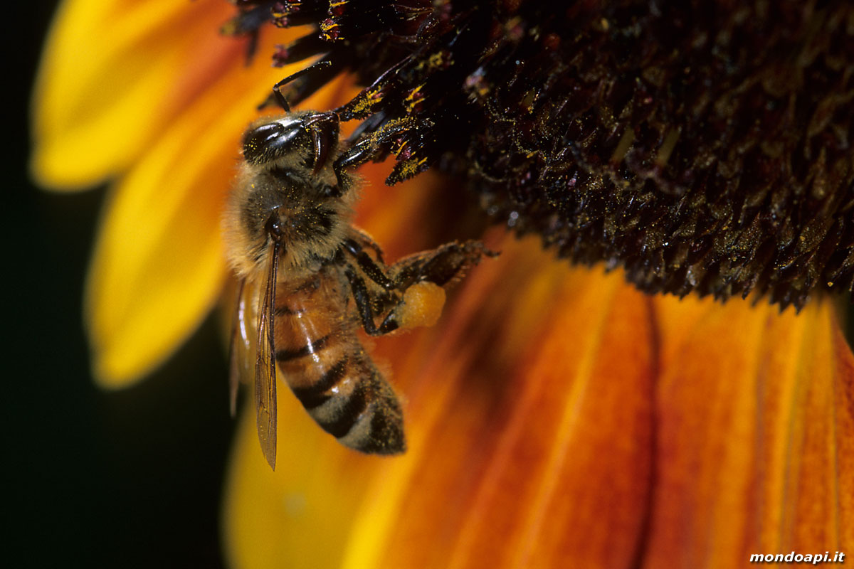 ape bottinatrice sul girasole