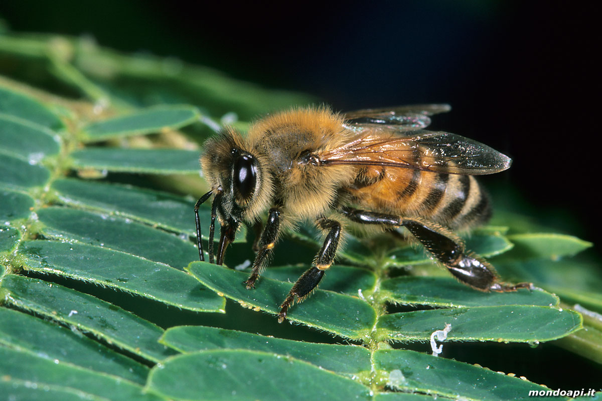 l'ape bottinatrice raccoglie la melata sull'acacia