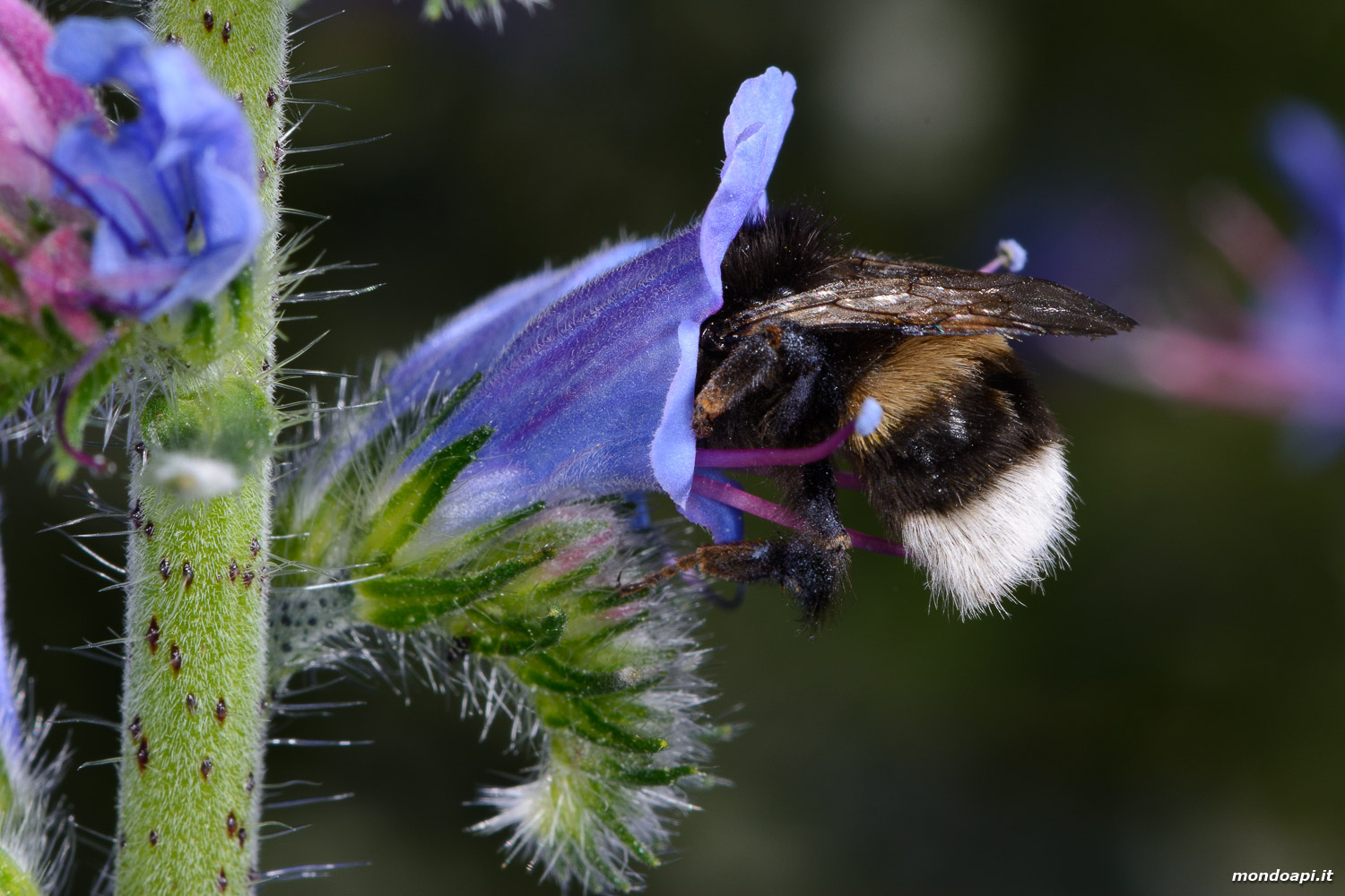 Bombo su fiore di erba viperina