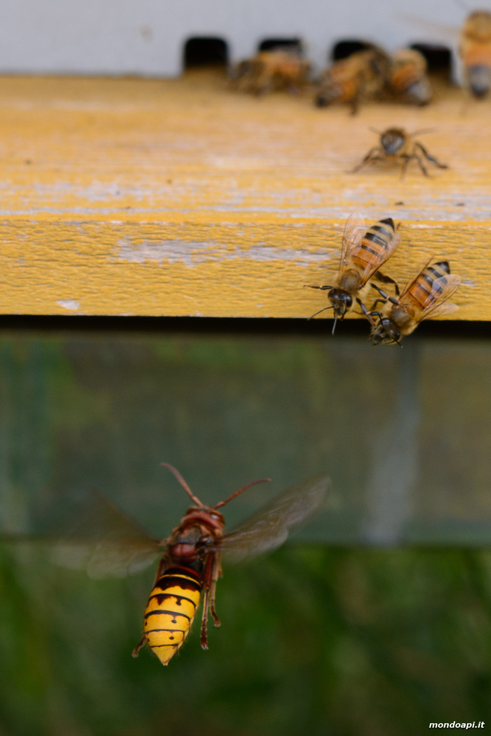 Vespa crabro a caccia di api all'ingresso di un alveare