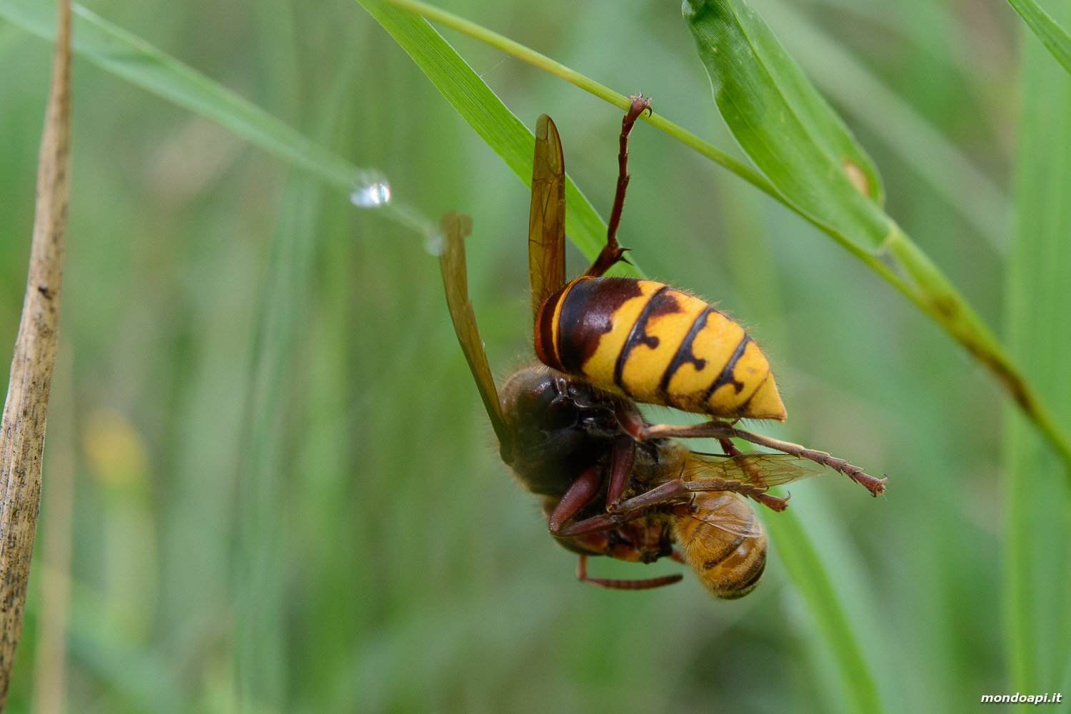 Vespa crabro: predazione di un'ape da miele