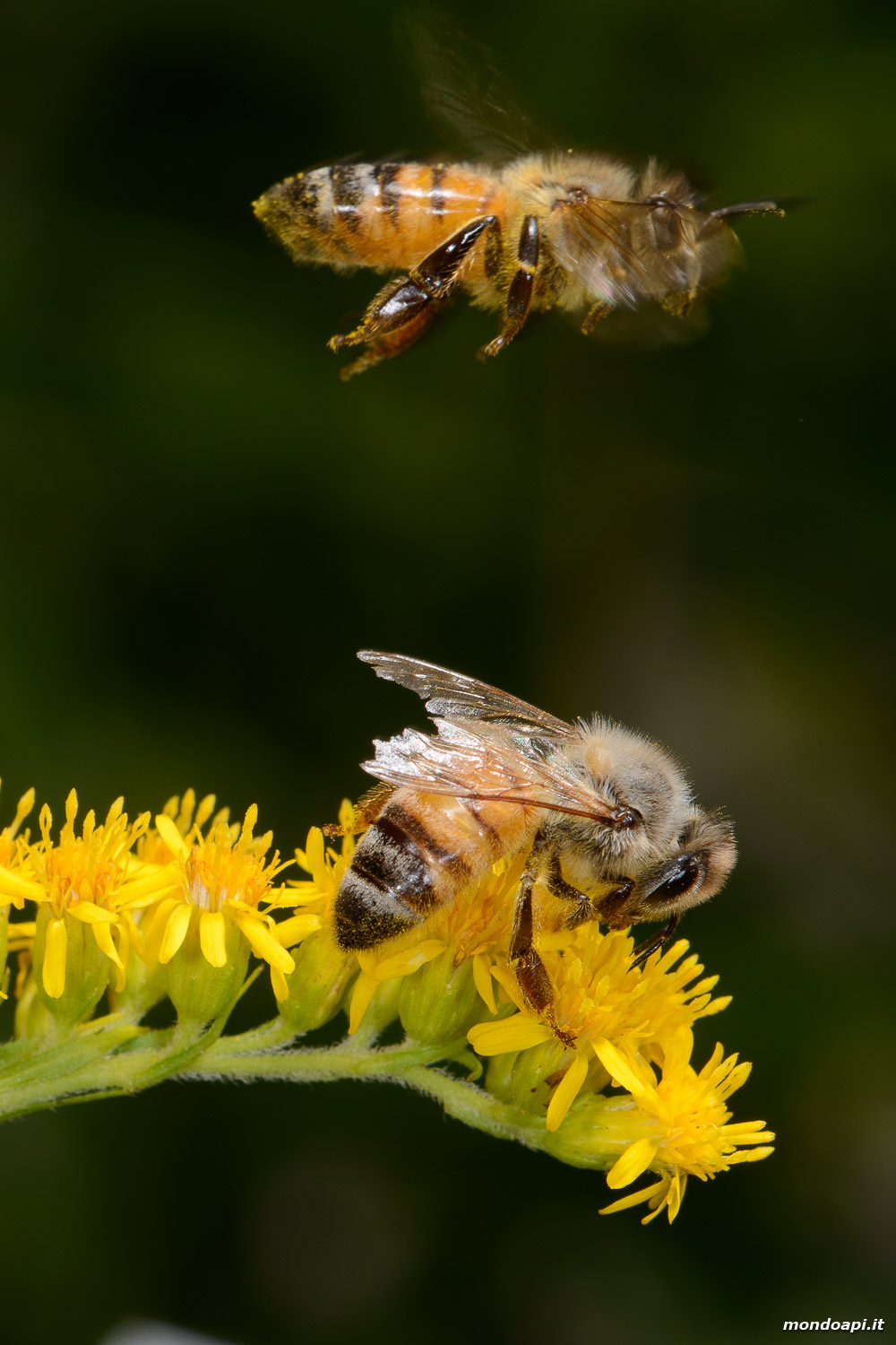 Bottinatrici su solidago verga d'oro