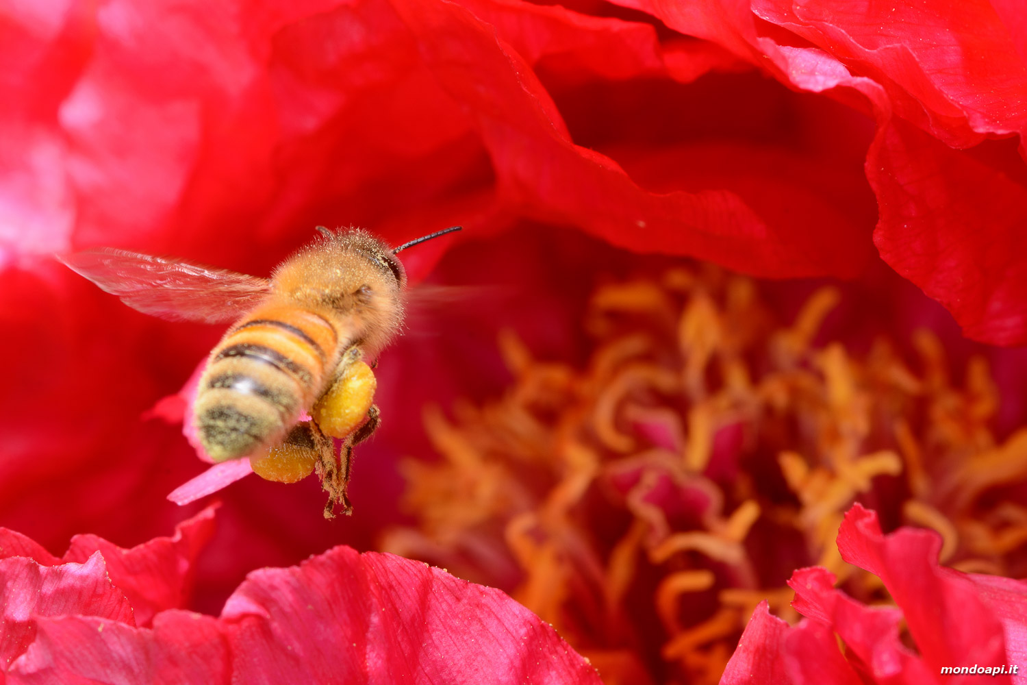 Bottinatrice sul fiore di peonia