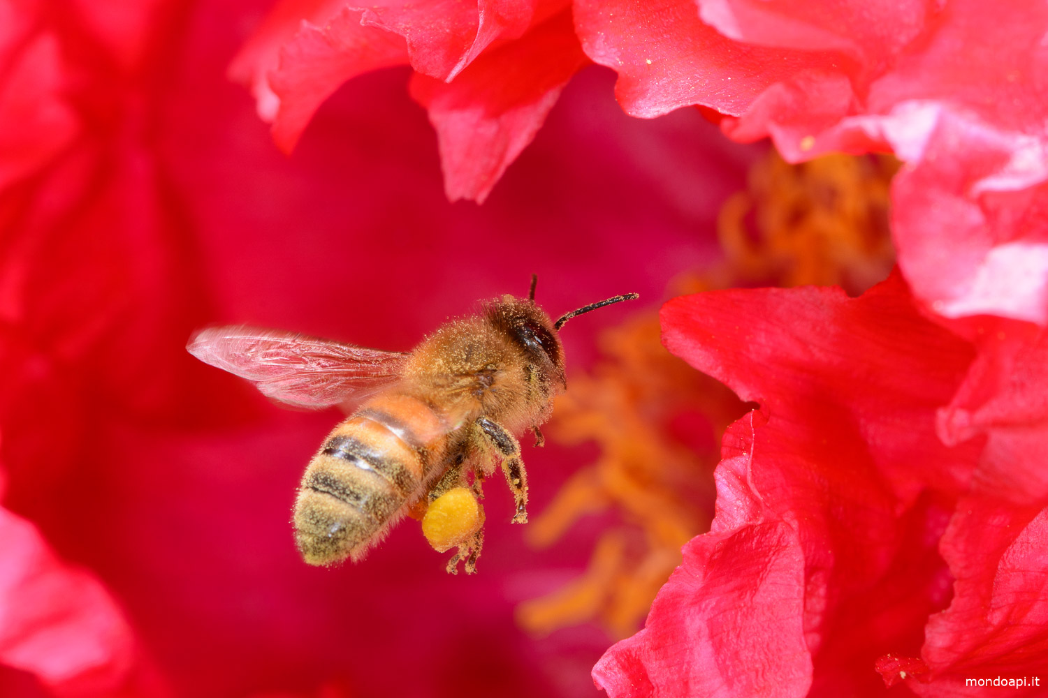 Ape in volo nel fiore di una peonia