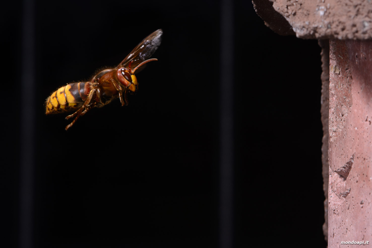 Vespa crabro: rientro al nido