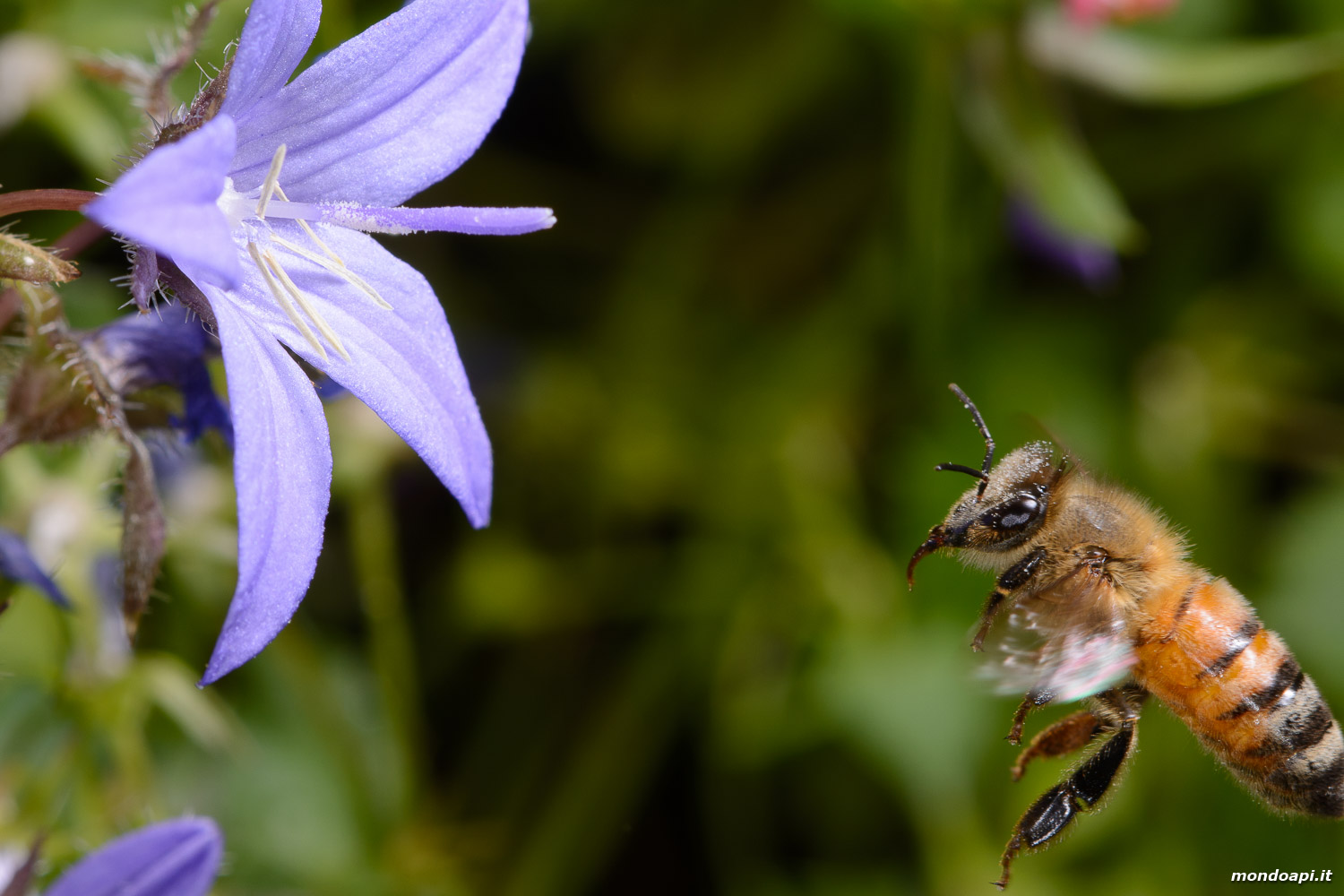 Bottinatrice su campanula