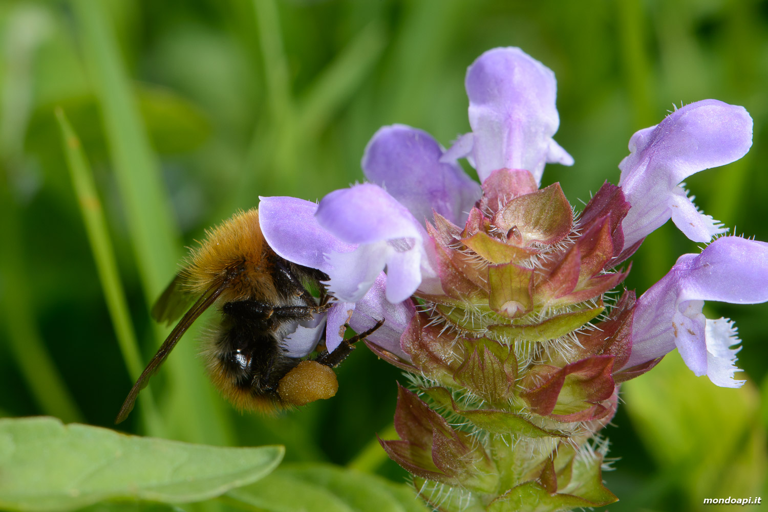 Bombo su fiore di brunella