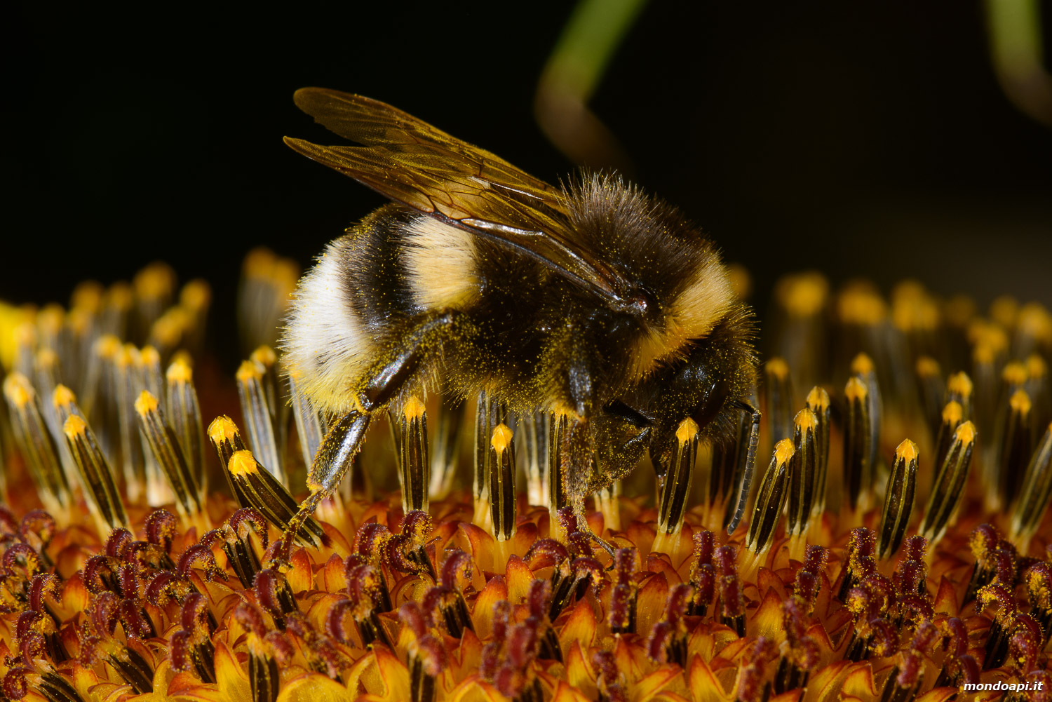 Bombo su fiore di girasole