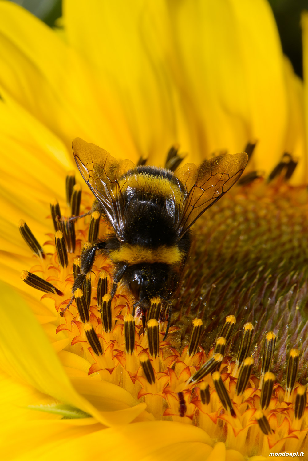Bombo su fiore di girasole