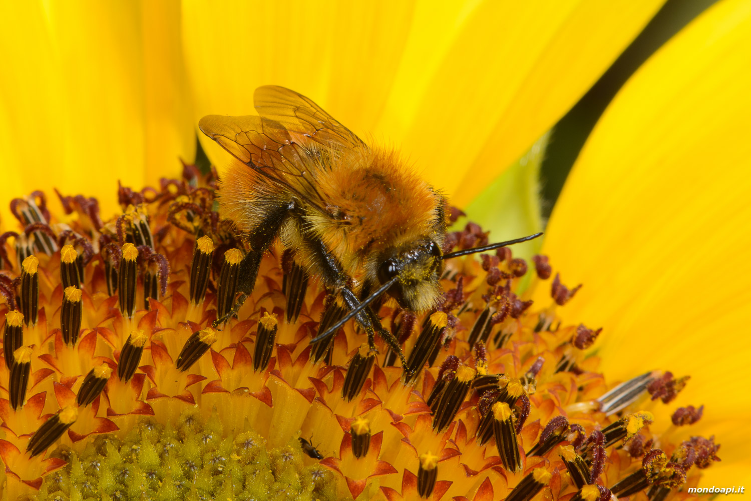 Bombo su fiore di girasole