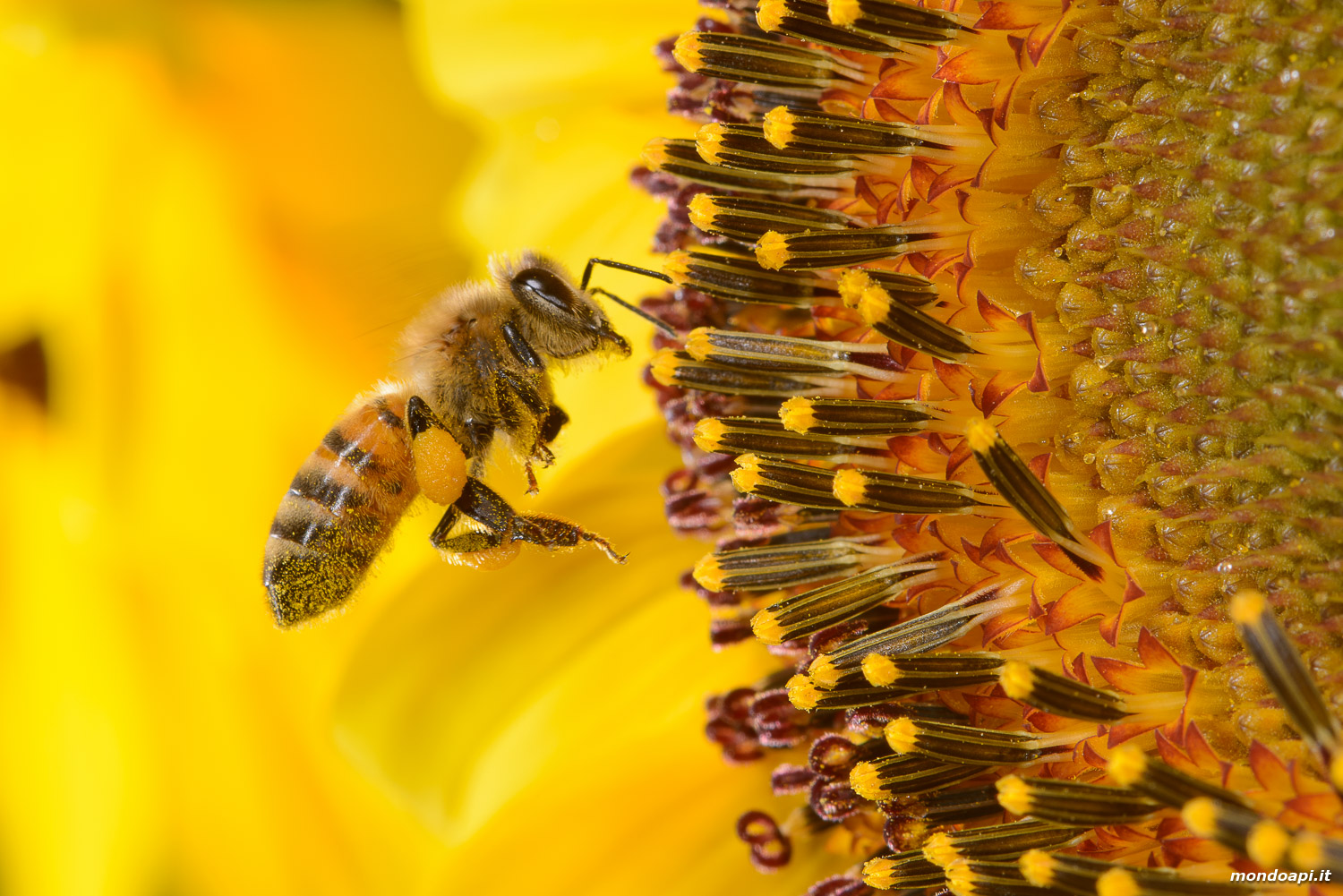 Bottinatrice in volo sul fiore di girasole