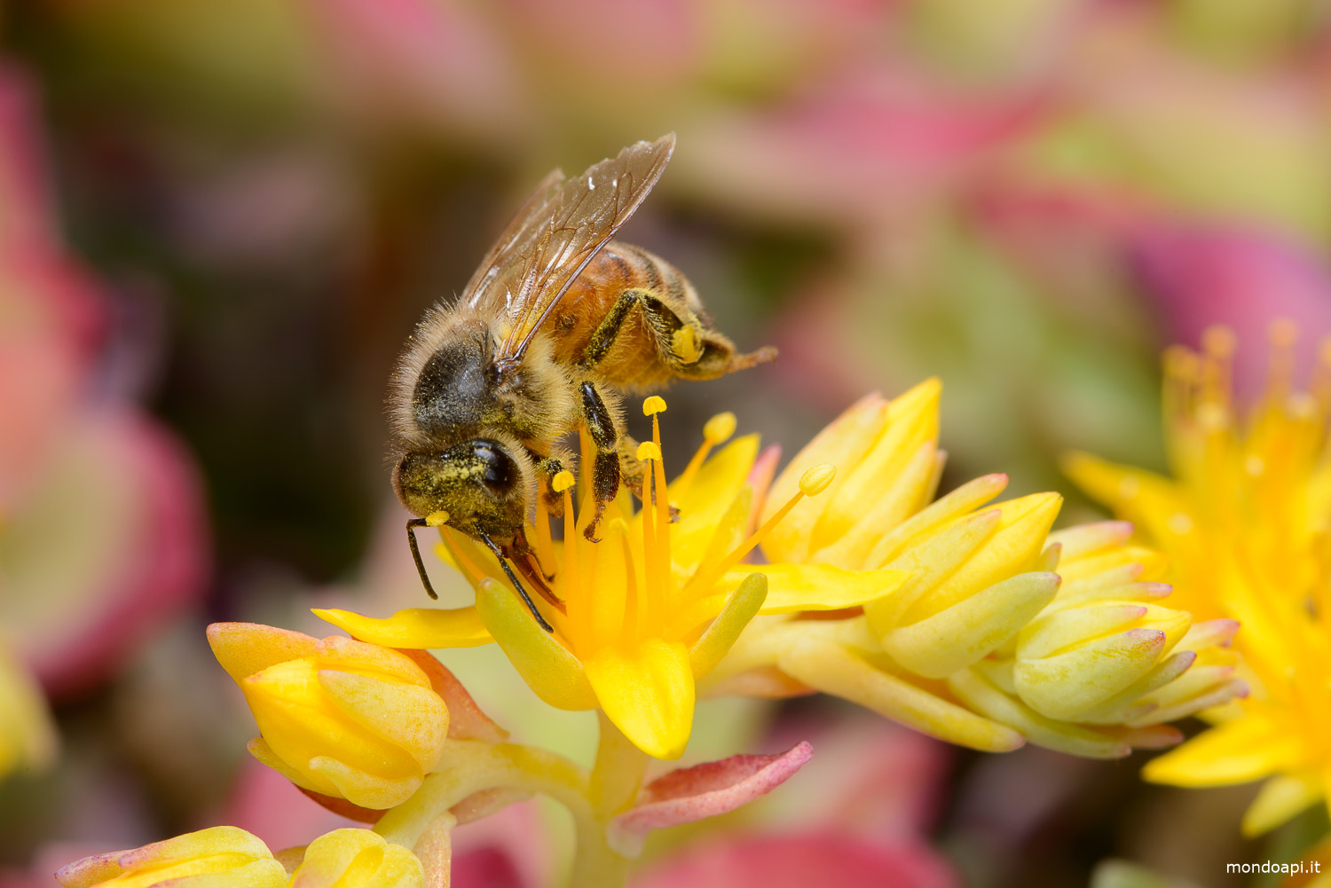 Ape sui fiori della borracina
