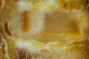 apiw039 - larva (favo di vetro)