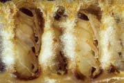 apiw040 - pupe nelle cellette (favo di vetro)
